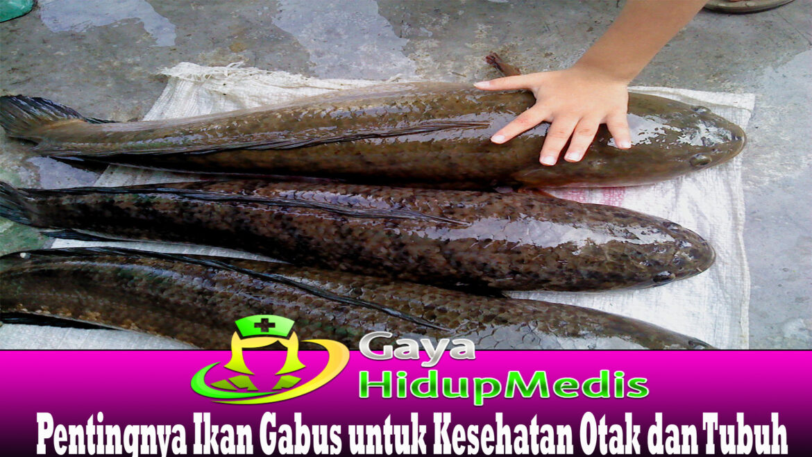 Pentingnya Ikan Gabus untuk Kesehatan Otak dan Tubuh