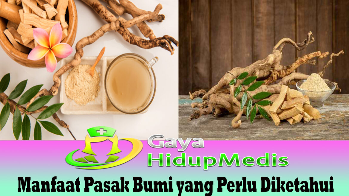 Manfaat Pasak Bumi yang Perlu Diketahui