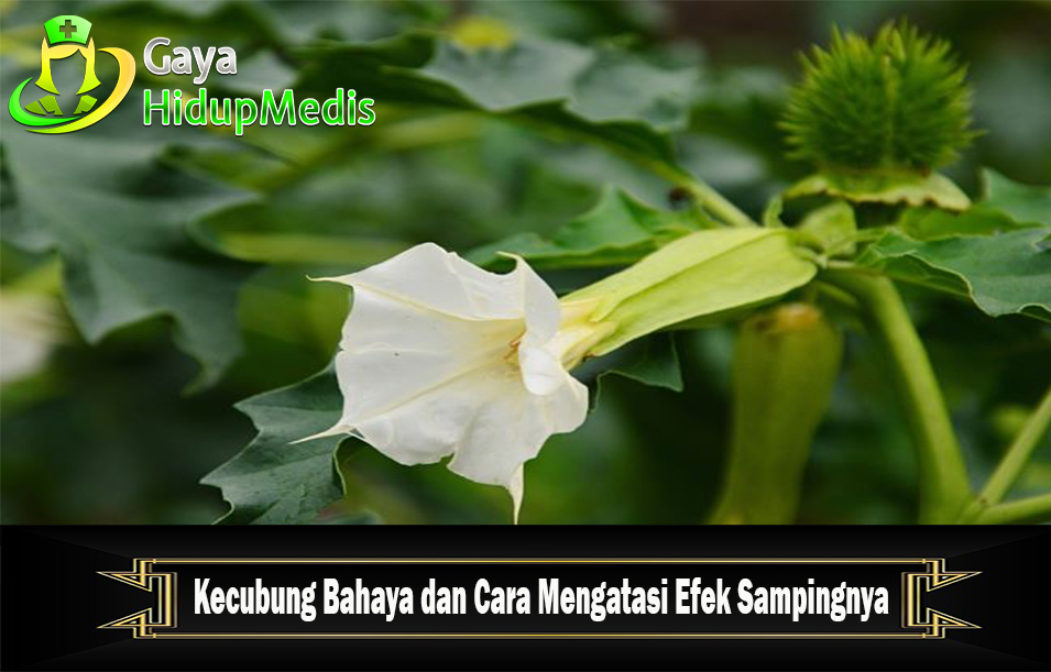 Kecubung Bahaya dan Cara Mengatasi Efek Sampingnya