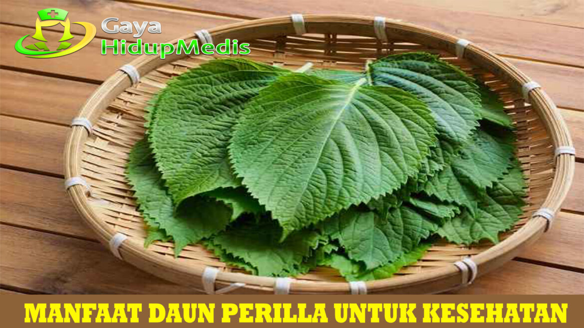 Manfaat Daun Perilla untuk Kesehatan