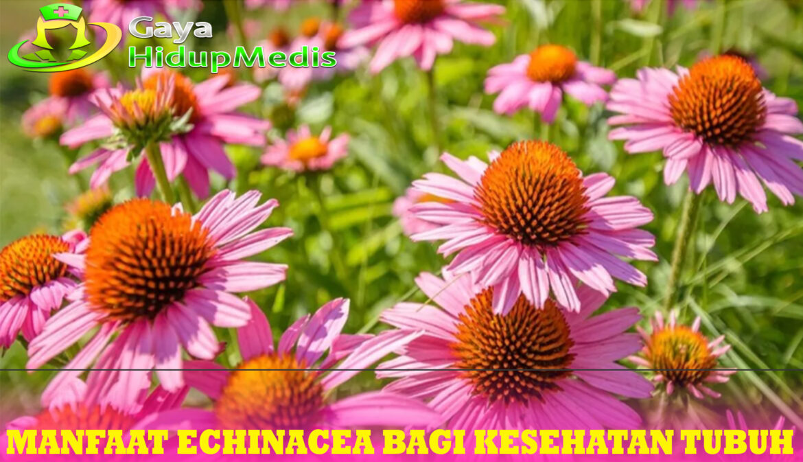 Manfaat Echinacea bagi Kesehatan Tubuh
