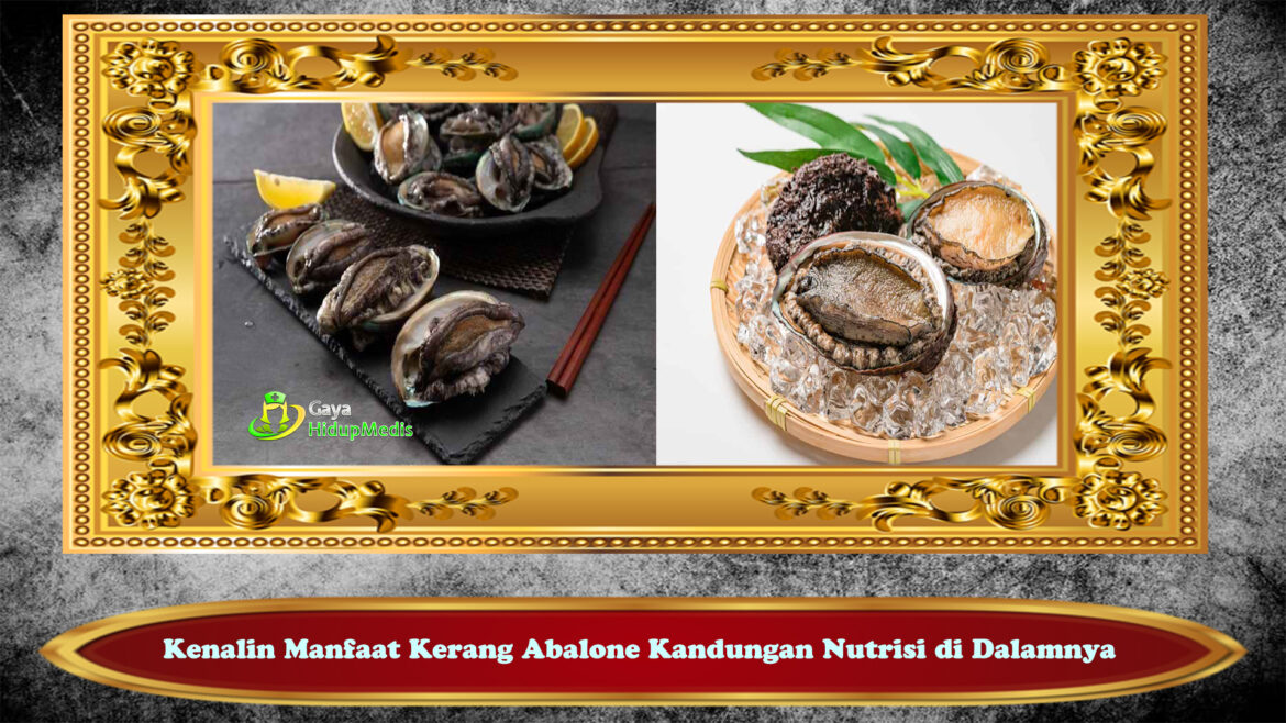 Kenalin Manfaat Kerang Abalone Kandungan Nutrisi di Dalamnya