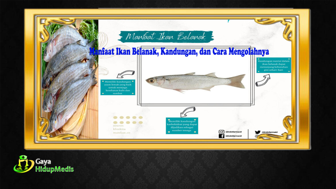 Manfaat Ikan Belanak, Kandungan, dan Cara Mengolahnya